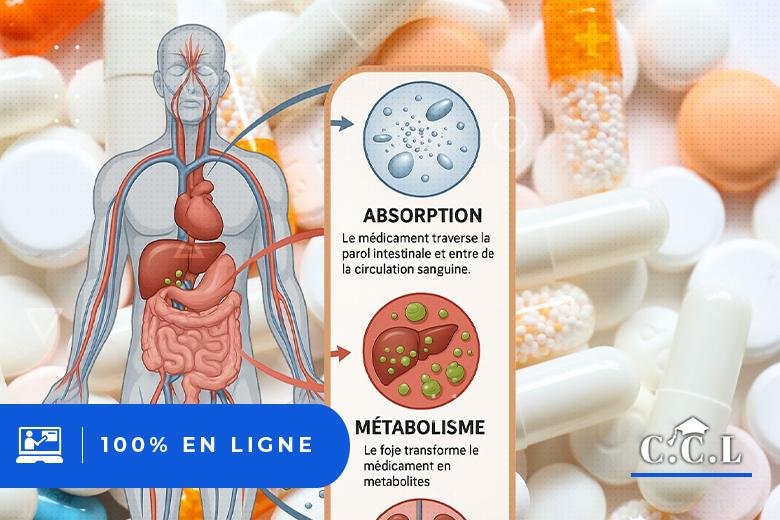 Pharmacocinétique Appliquée : Suivre le Parcours ADME du Médicament dans l’Organisme